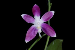 Phalaenopsis speciosa var. christiana Donna's Panda AM/AOS 80 pts.
